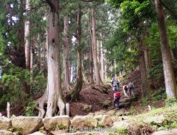 Hikers climbing the stone steps through a dense, primeval cedar forest on the Oyama trail.