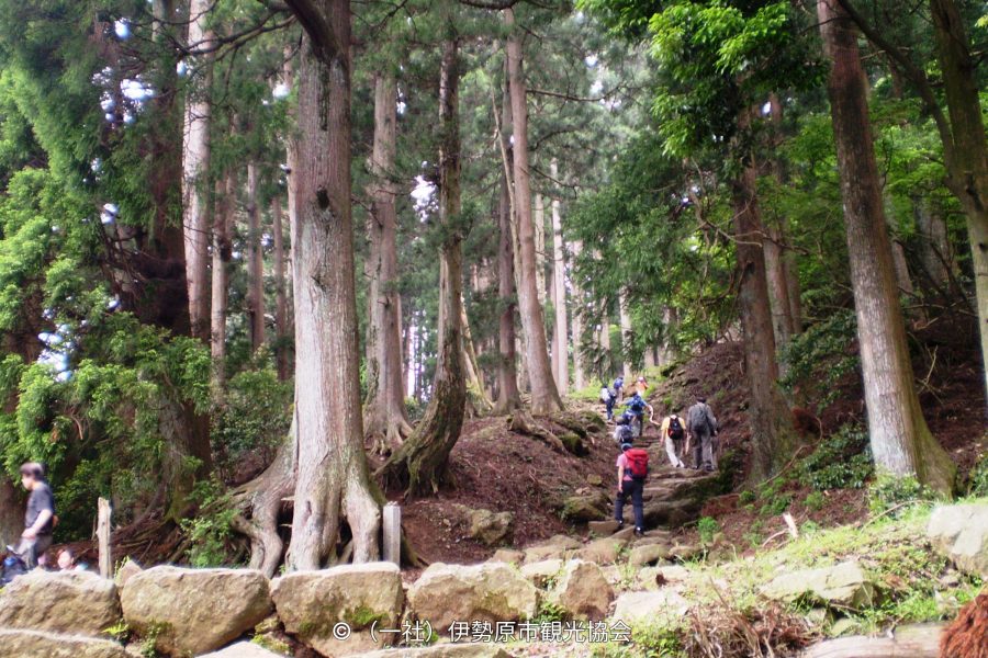 Hikers climbing the stone steps through a dense, primeval cedar forest on the Oyama trail.
