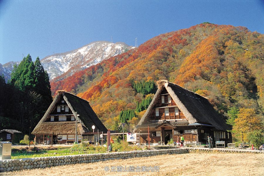 Two prominent Gassho-zukuri houses with thatched roofs, set against a mountain slope showing red autumn leaves and a snow-capped peak.