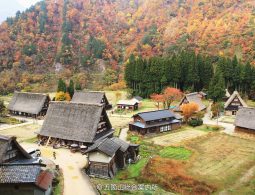 View from above of the Gokayama Village and Gassho-zukuri houses surrounded by mountains that are covered in red and orange autumn foliage.
