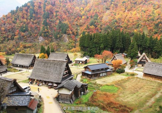 View from above of the Gokayama Village and Gassho-zukuri houses surrounded by mountains that are covered in red and orange autumn foliage.