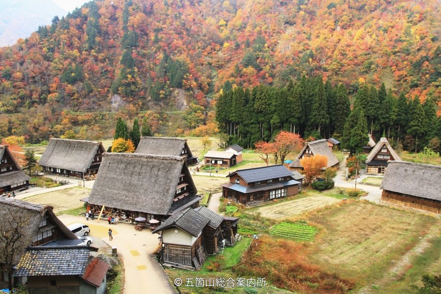 View from above of the Gokayama Village and Gassho-zukuri houses surrounded by mountains that are covered in red and orange autumn foliage.