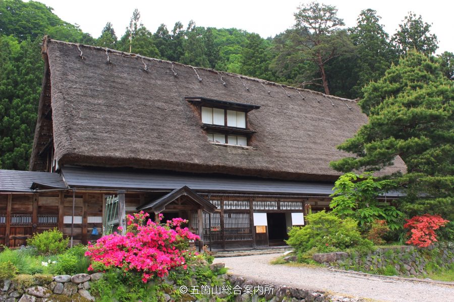 A large Gassho-zukuri house with a thick thatched roof, surrounded by bright pink and orange azaleas in the spring garden.