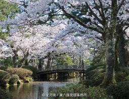 A wooden bridge over a stream in Kenroku-en Garden, framed by white cherry blossoms in full bloom.