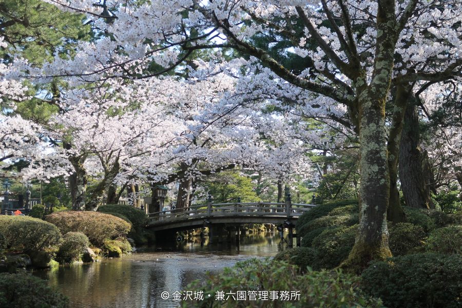 A wooden bridge over a stream in Kenroku-en Garden, framed by white cherry blossoms in full bloom.