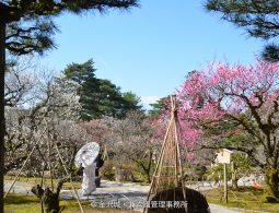 Plum trees in white and pink bloom in Kenroku-en Garden in spring, with a woman holding a white parasol and a yukitsuri rope support structure in the foreground.