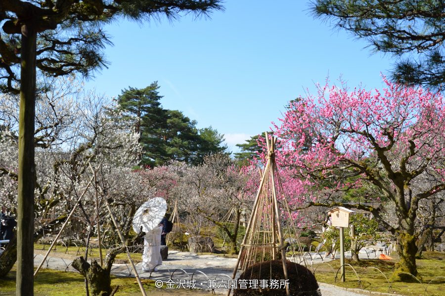Plum trees in white and pink bloom in Kenroku-en Garden in spring, with a woman holding a white parasol and a yukitsuri rope support structure in the foreground.