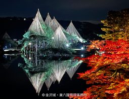 Illuminated trees with yukitsuri reflected in a pond at night, with red autumn leaves in the foreground.