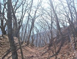 A narrow, dry ravine with steep slopes covered in brown fallen leaves and silhouettes of bare deciduous trees.