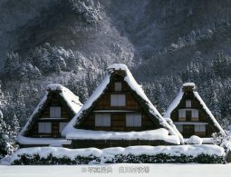 Three traditional Gassho-zukuri houses covered heavily in snow, set against a backdrop of snow-covered pine forests on the mountain slope.
