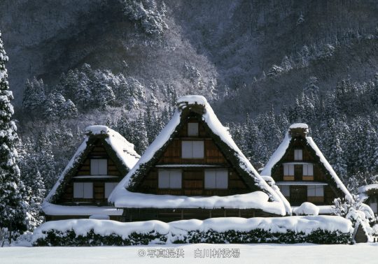 Three traditional Gassho-zukuri houses covered heavily in snow, set against a backdrop of snow-covered pine forests on the mountain slope.