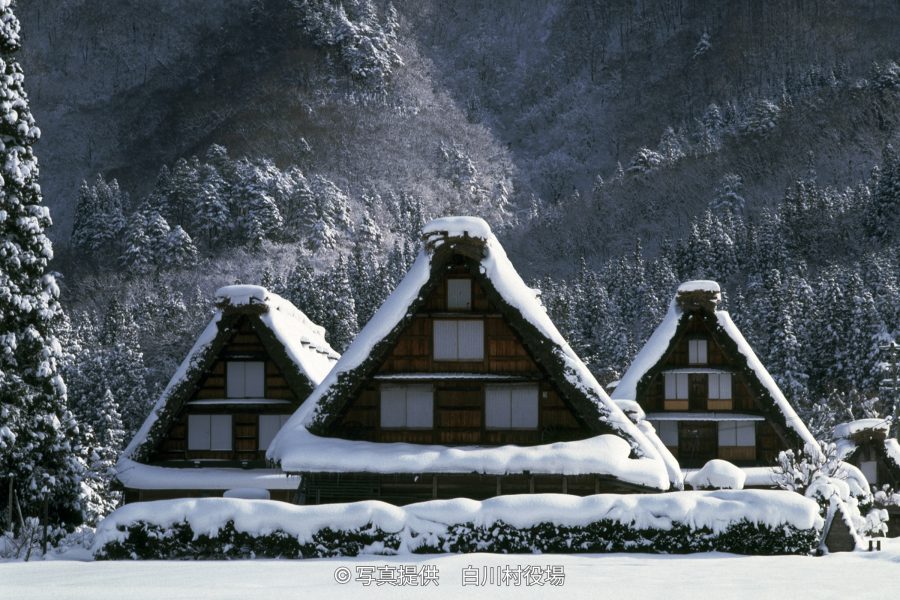Three traditional Gassho-zukuri houses covered heavily in snow, set against a backdrop of snow-covered pine forests on the mountain slope.