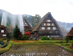 Gassho-zukuri (steep thatched roof) houses in Shirakawa-go in autumn, with a paddy field in the foreground and a fire prevention water cannon test underway, shooting a high stream of water.