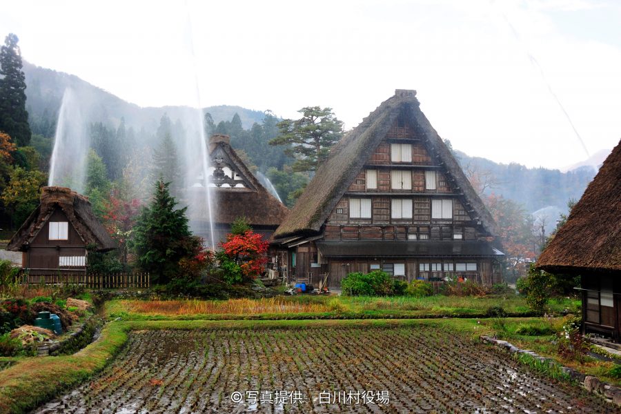 Gassho-zukuri (steep thatched roof) houses in Shirakawa-go in autumn, with a paddy field in the foreground and a fire prevention water cannon test underway, shooting a high stream of water.