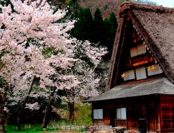 A Gassho-zukuri house with a steep thatched roof next to a blooming cherry tree in spring.