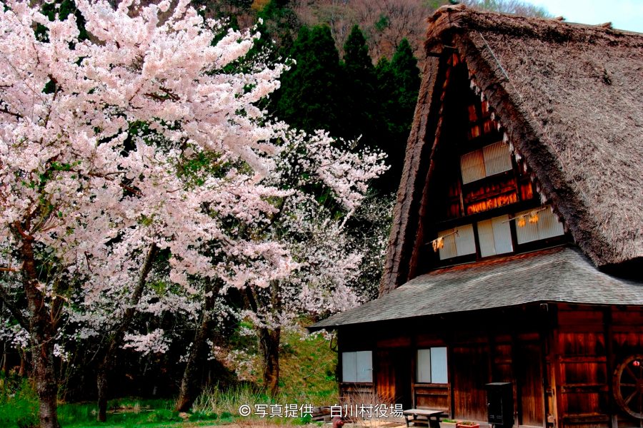 A Gassho-zukuri house with a steep thatched roof next to a blooming cherry tree in spring.
