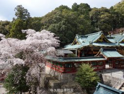 The richly decorated main buildings of Kunozan Toshogu Shrine, with green-tiled roofs, viewed next to a blooming cherry tree.