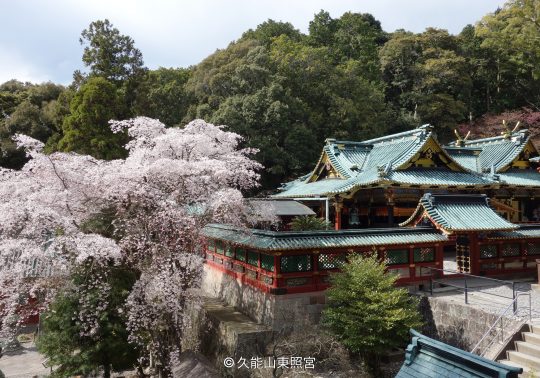 The richly decorated main buildings of Kunozan Toshogu Shrine, with green-tiled roofs, viewed next to a blooming cherry tree.