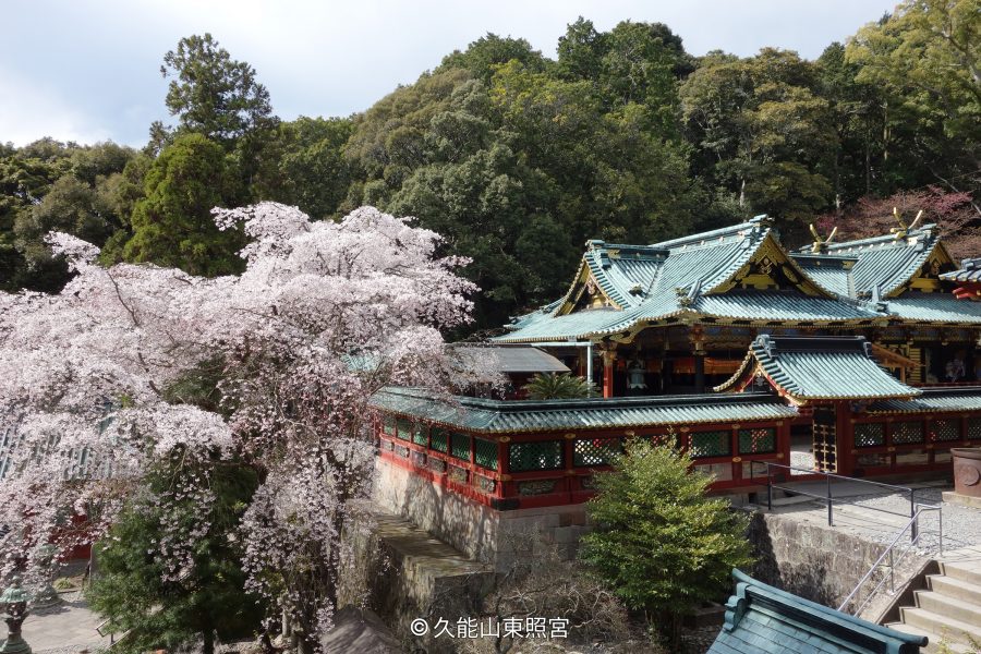 The richly decorated main buildings of Kunozan Toshogu Shrine, with green-tiled roofs, viewed next to a blooming cherry tree.