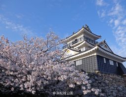 The Hamamatsu Castle keep viewed behind a large, blooming cherry tree under a bright blue sky in spring.
