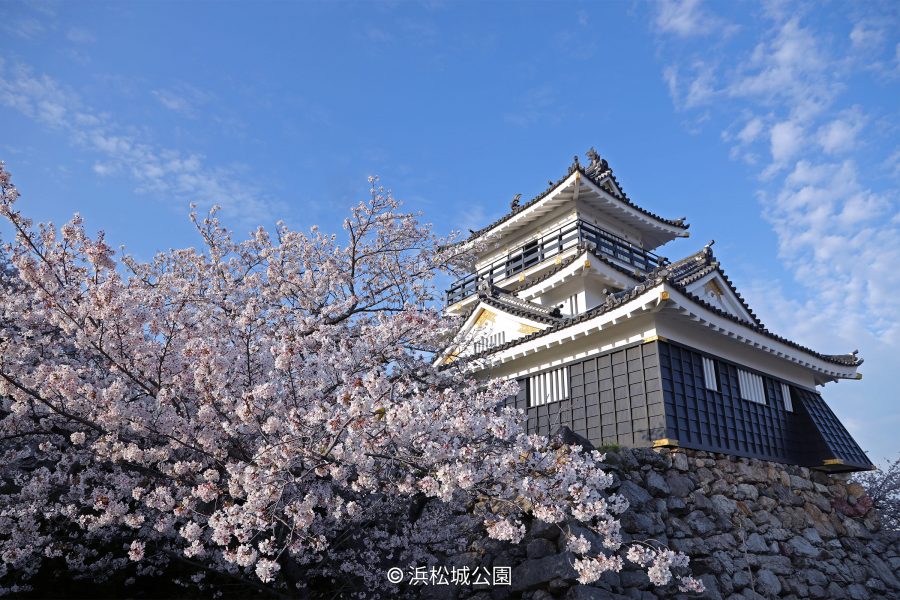 The Hamamatsu Castle keep viewed behind a large, blooming cherry tree under a bright blue sky in spring.