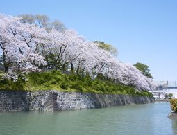 Cherry blossoms in full bloom lining the top of the stone wall and moat of Sunpu Castle Park in spring.