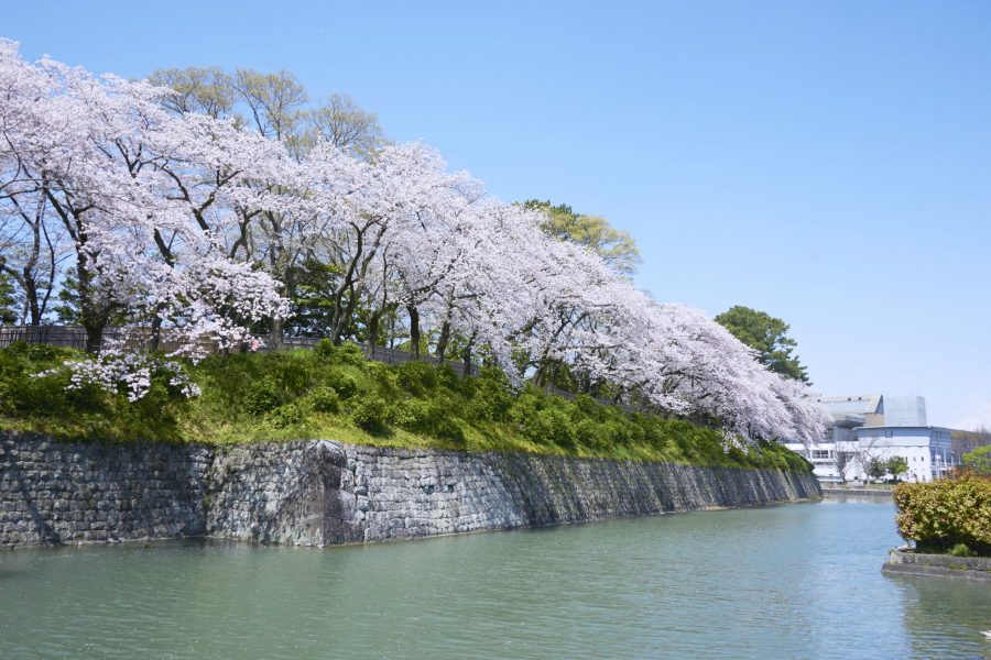 Cherry blossoms in full bloom lining the top of the stone wall and moat of Sunpu Castle Park in spring.