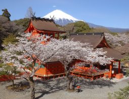 Bright red Sengen-zukuri style shrine buildings framed by blooming cherry trees, with the snow-capped Mount Fuji in the background.