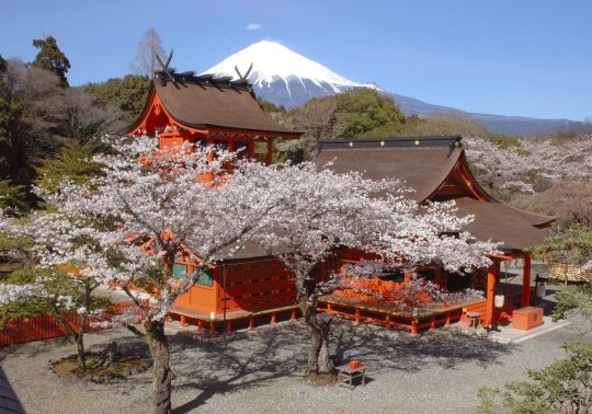 Bright red Sengen-zukuri style shrine buildings framed by blooming cherry trees, with the snow-capped Mount Fuji in the background.
