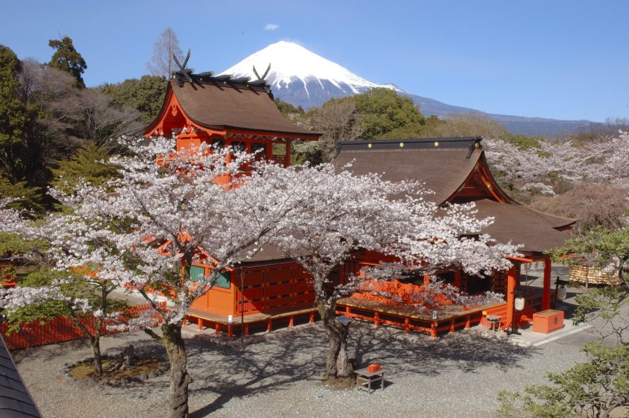 Bright red Sengen-zukuri style shrine buildings framed by blooming cherry trees, with the snow-capped Mount Fuji in the background.