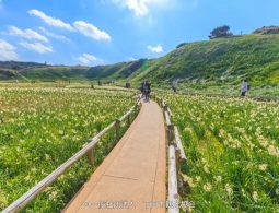 A sunny landscape with a walking path running through a field of white flowers (narcissus/daffodils) on a grassy hill.