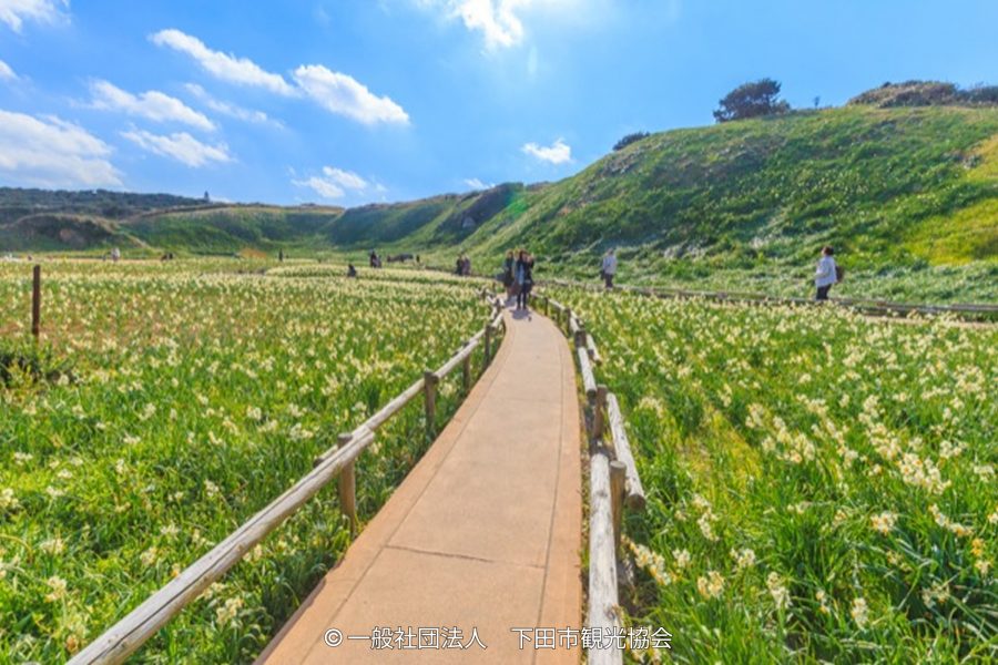 A sunny landscape with a walking path running through a field of white flowers (narcissus/daffodils) on a grassy hill.