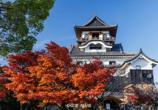 Inuyama Castle keep, viewed from behind a vibrant red autumn maple tree.