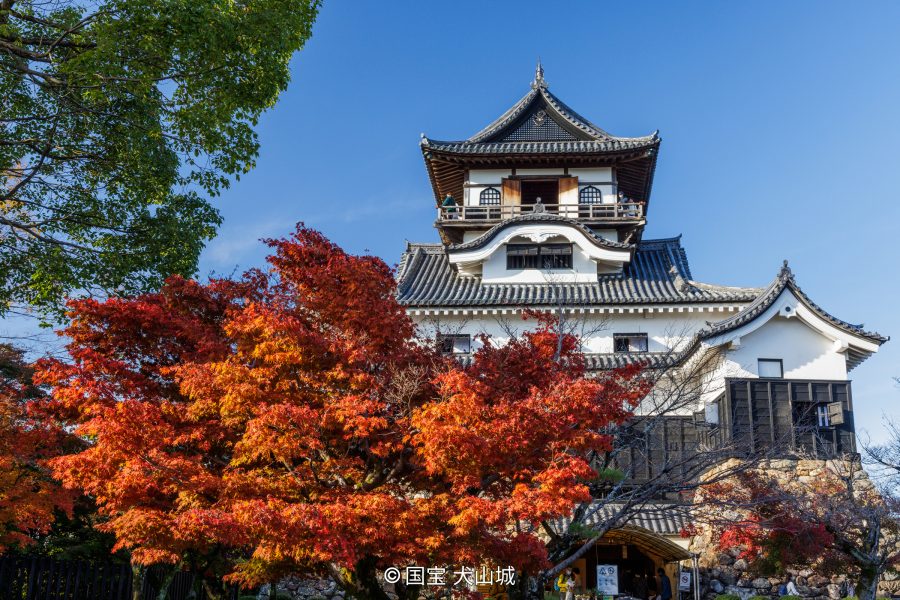 Inuyama Castle keep, viewed from behind a vibrant red autumn maple tree.