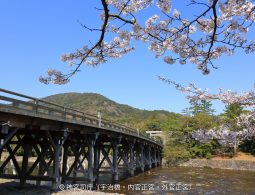The long, traditional wooden Uji Bridge, the entrance to Ise Jingu Naiku, seen over a river and framed by blooming cherry blossoms.