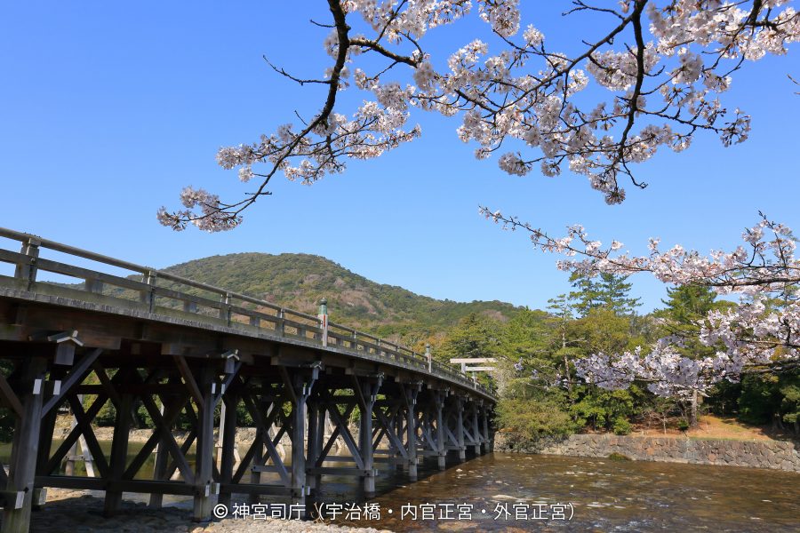 The long, traditional wooden Uji Bridge, the entrance to Ise Jingu Naiku, seen over a river and framed by blooming cherry blossoms.