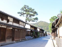 A street in Omihachiman lined with traditional white-walled and dark-wood merchant houses, with a large pine tree and a steep hill in the background.