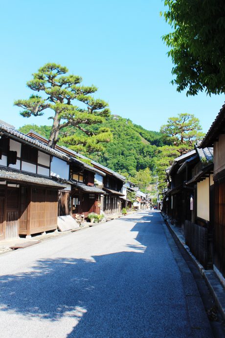 with a large pine tree and a steep hill in the background.