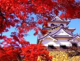Hikone Castle keep on a stone foundation, framed by brilliant red autumn maple leaves against a blue sky.