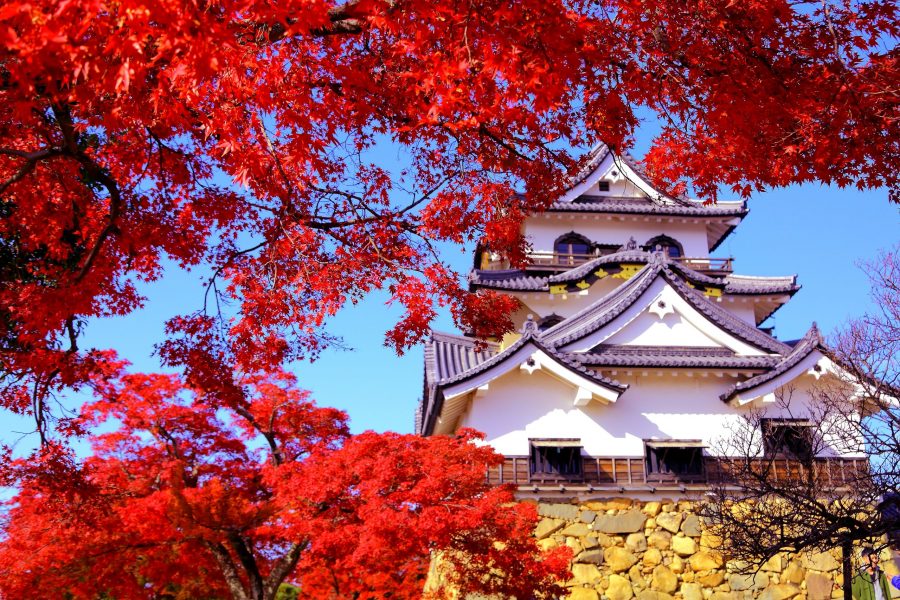 Hikone Castle keep on a stone foundation, framed by brilliant red autumn maple leaves against a blue sky.