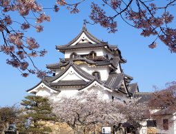 The main keep of Hikone Castle framed by blurred pink cherry blossoms in the foreground.