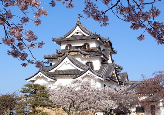 The main keep of Hikone Castle framed by blurred pink cherry blossoms in the foreground.