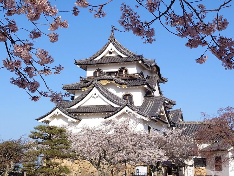 The main keep of Hikone Castle framed by blurred pink cherry blossoms in the foreground.