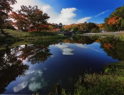 Pond in Genkyu-en Garden with reflections of the sky and autumn foliage. Hikone Castle keep is visible in the distance.