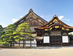 The main entrance gate to the Ninomaru Palace of Nijo Castle, with a dramatically curved roof and a meticulously pruned pine tree.