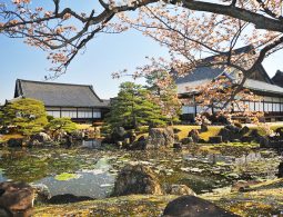 The Ninomaru Palace buildings overlooking a pond in the garden, with cherry blossoms in bloom in the foreground.