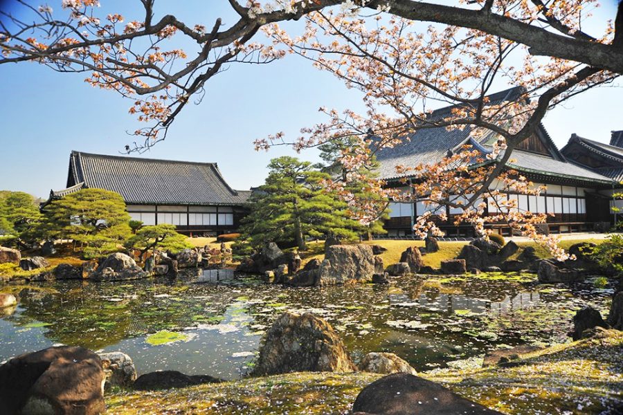 The Ninomaru Palace buildings overlooking a pond in the garden, with cherry blossoms in bloom in the foreground.
