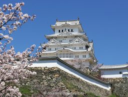 The main keep of the white-walled Himeji Castle rising above its stone walls, framed by blooming cherry blossoms under a blue sky.