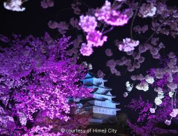 Himeji Castle illuminated at night, viewed through intensely purple-pink illuminated cherry blossoms.