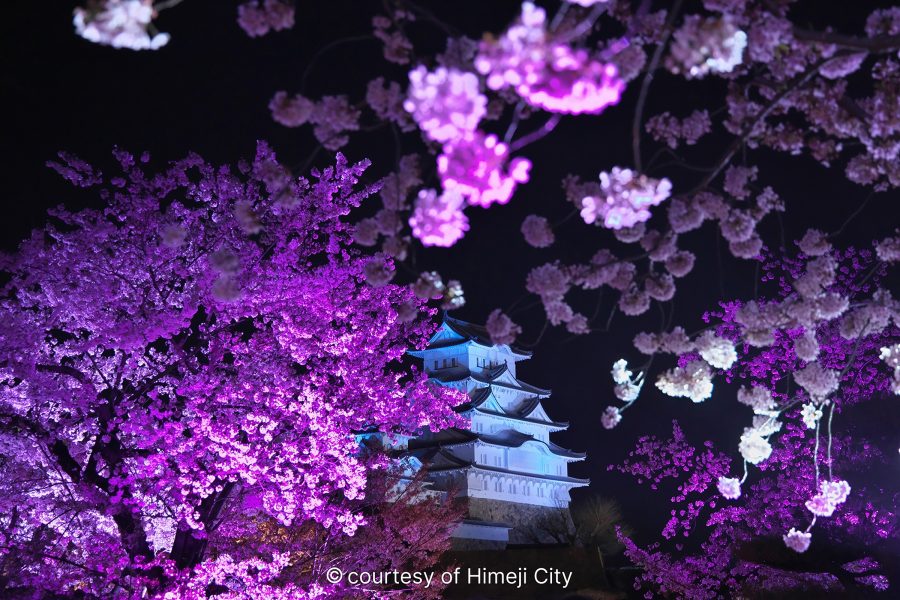Himeji Castle illuminated at night, viewed through intensely purple-pink illuminated cherry blossoms.